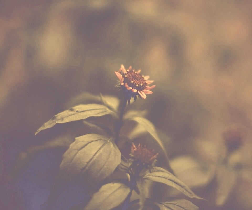 Фотография цветка обои