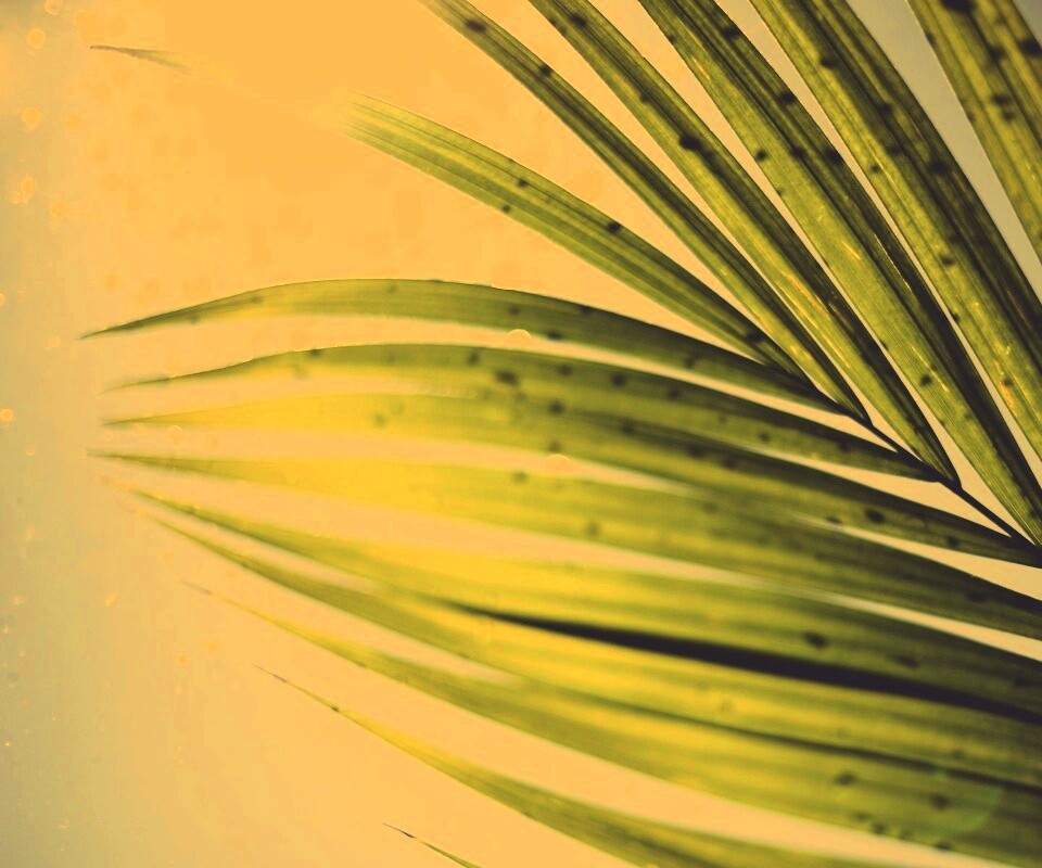 Солнце просвечивает сквозь пальмовый лист обои