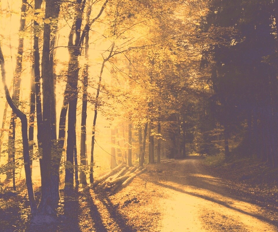 Дорога вдоль просеки в осеннем лесу обои