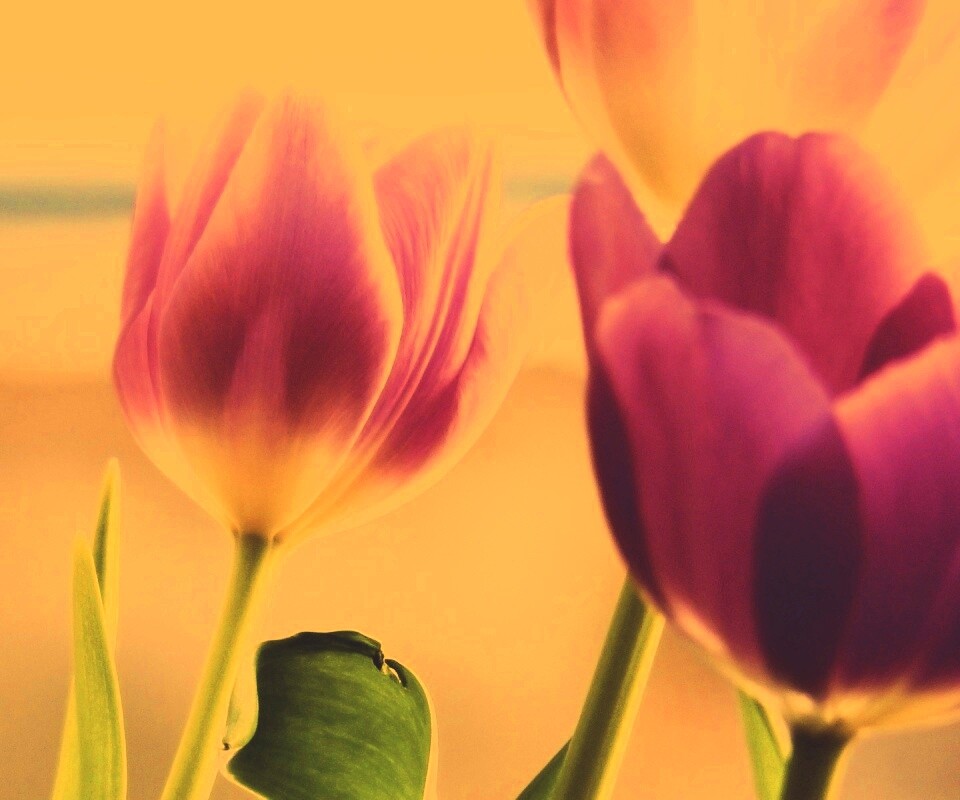 Тюльпаны обои