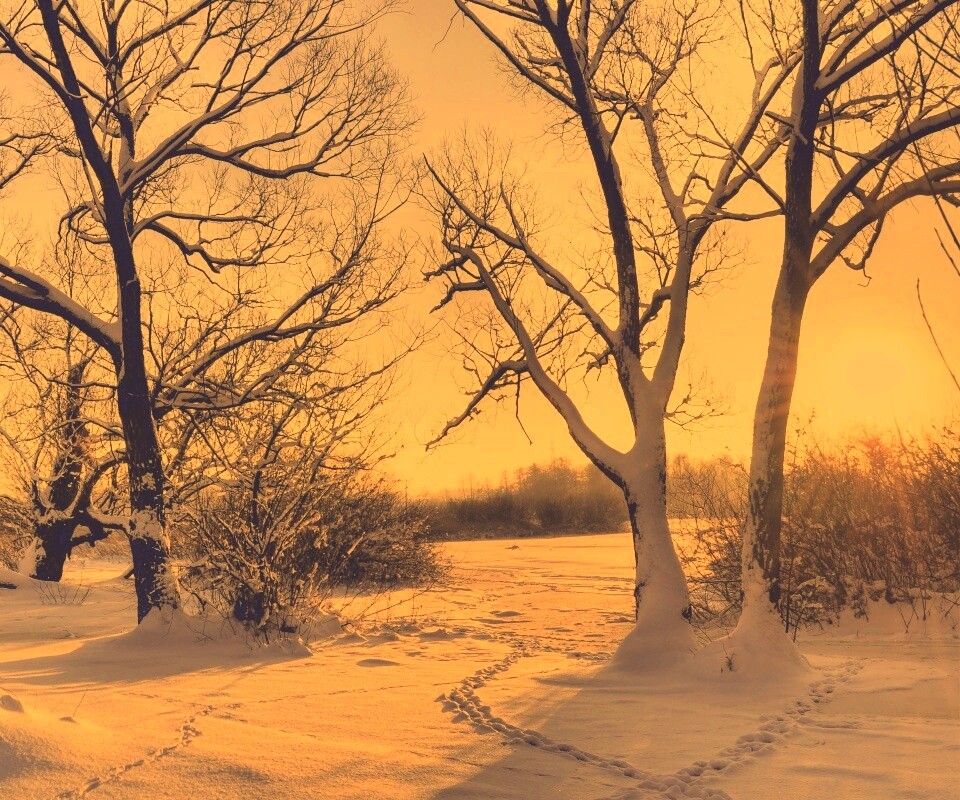 Солнечный свет в зимнем лесу обои