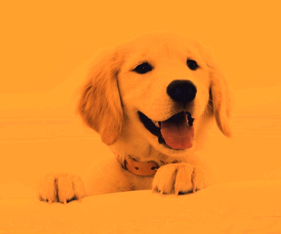 Щенок голден ретривера обои