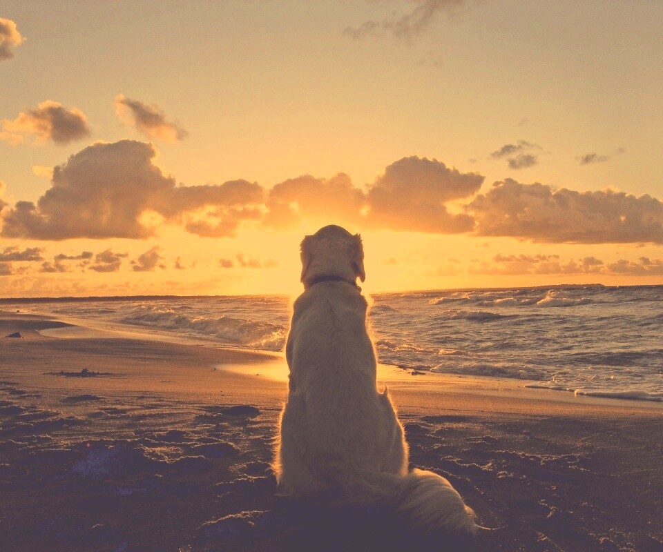 Собака наблюдающая закат на пляже обои