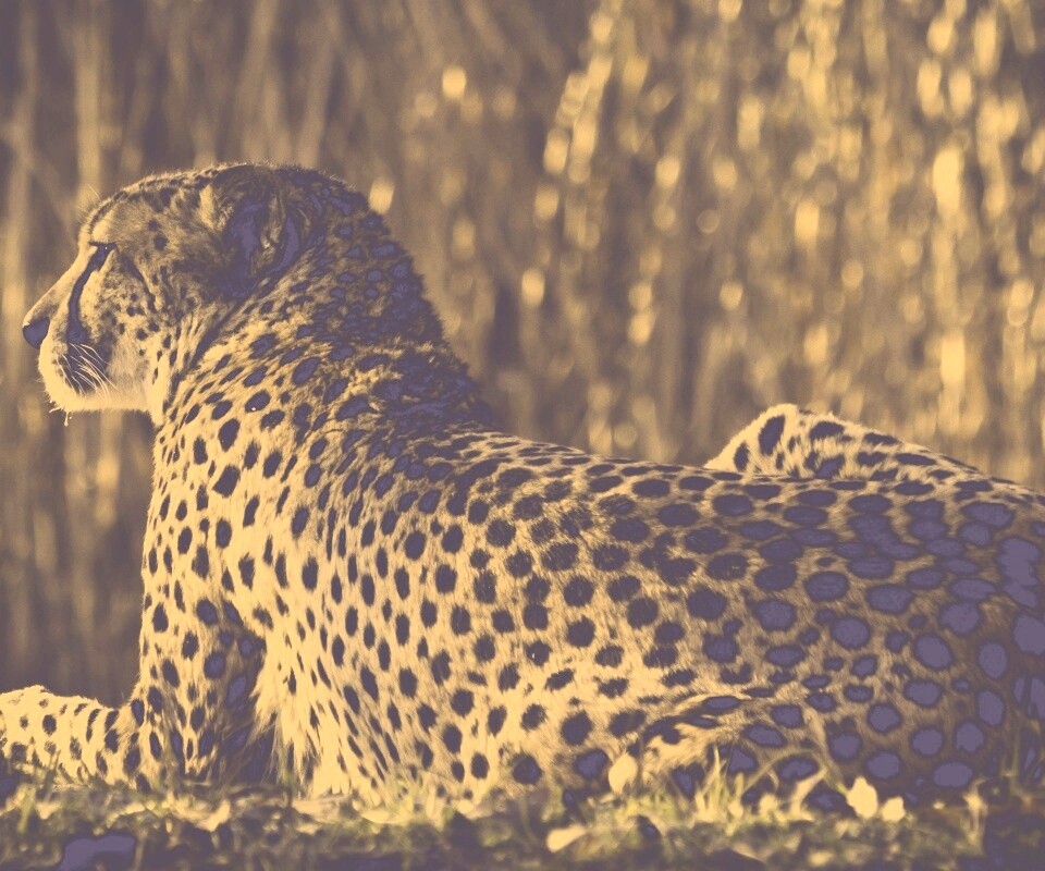 Гепард обои