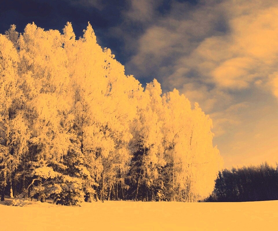 Заснеженные деревья обои