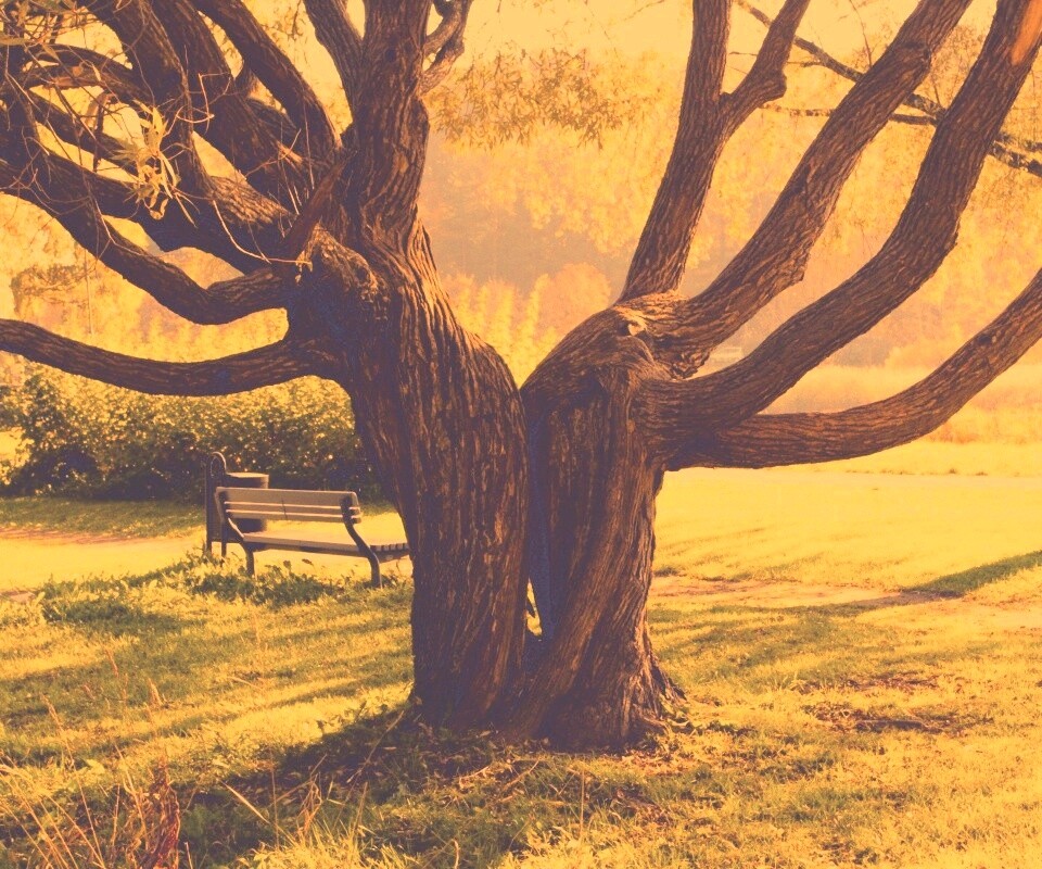 Старые сросшиеся деревья обои