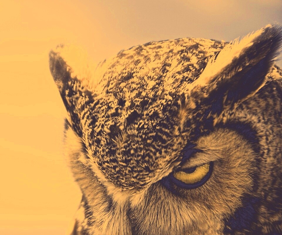 Злая сова обои