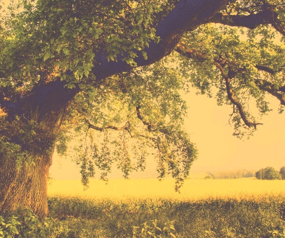 Старый дуб обои