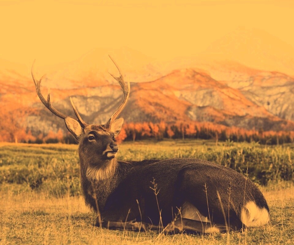 Олень отдыхает в предгорьях обои