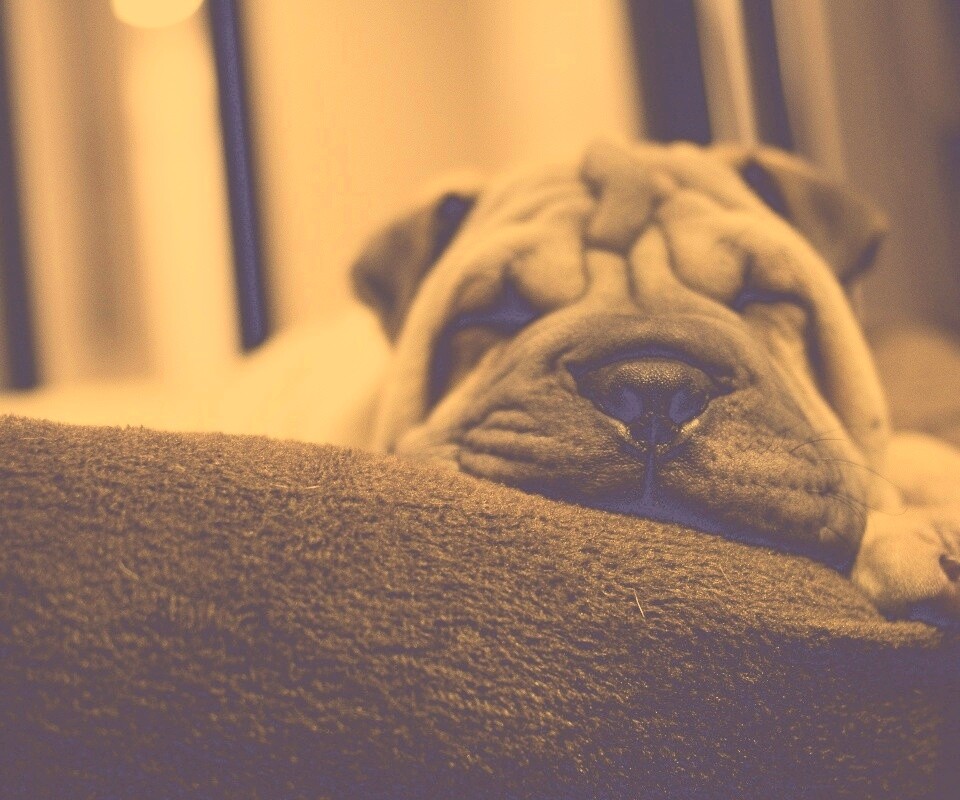 Щенок шарпея спит обои