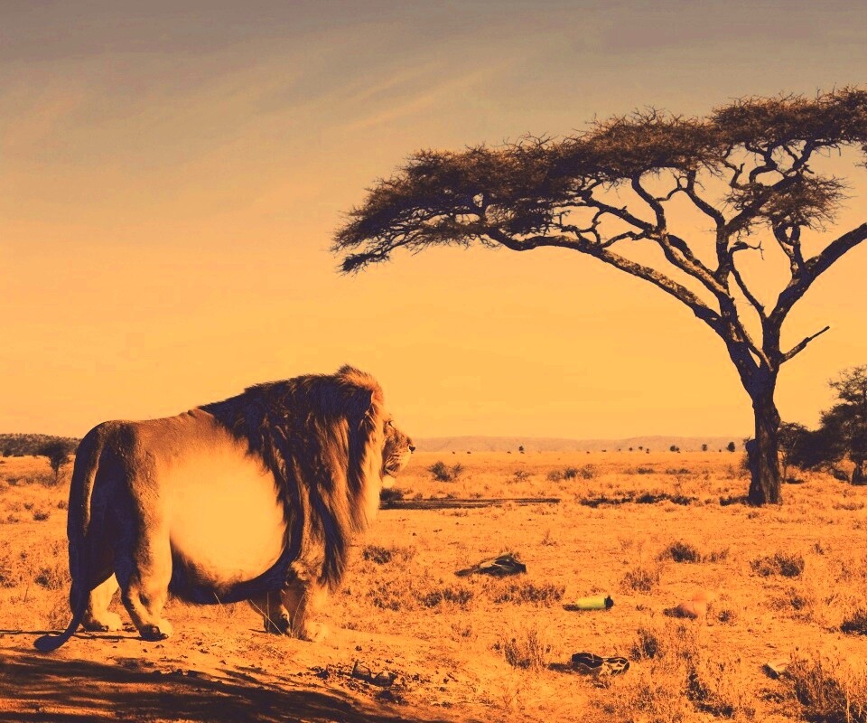 Толстый лев обои