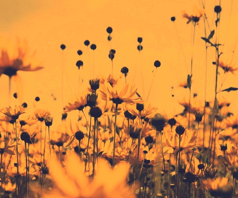 Полевые цветы летом обои