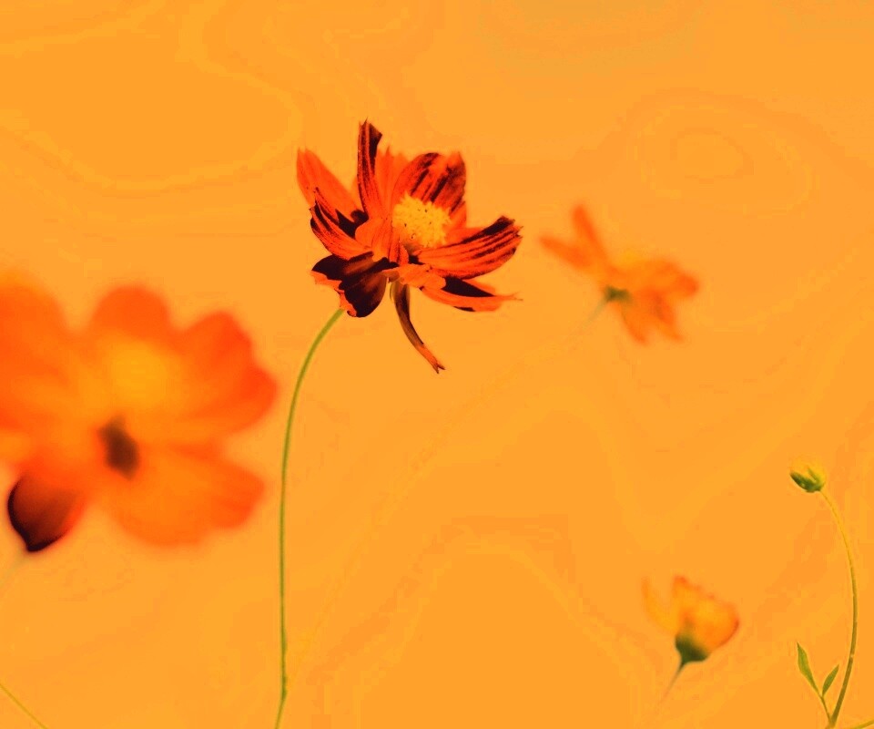 Летние цветы на фоне неба обои