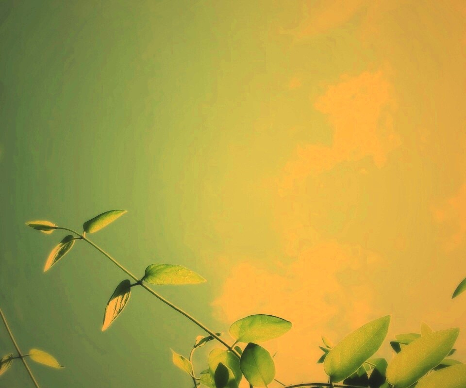 Веточки на фоне неба обои