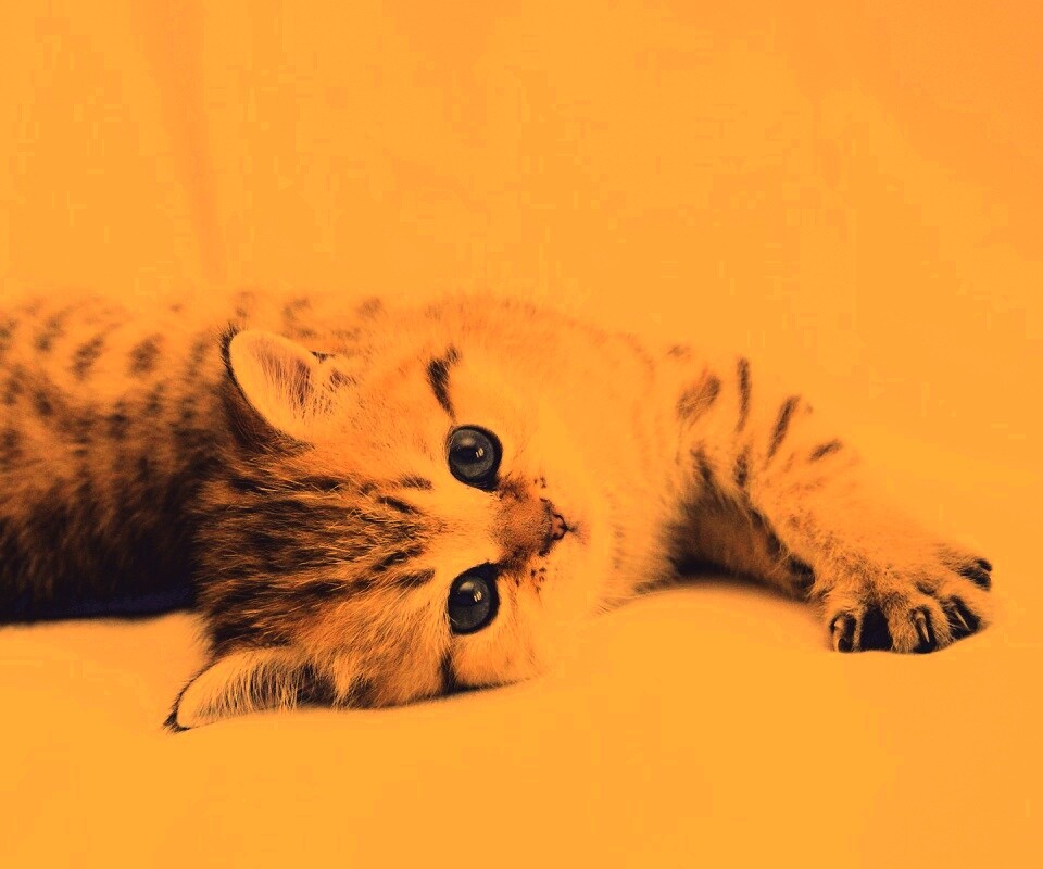 Рыжиый котенок с синим глазами обои