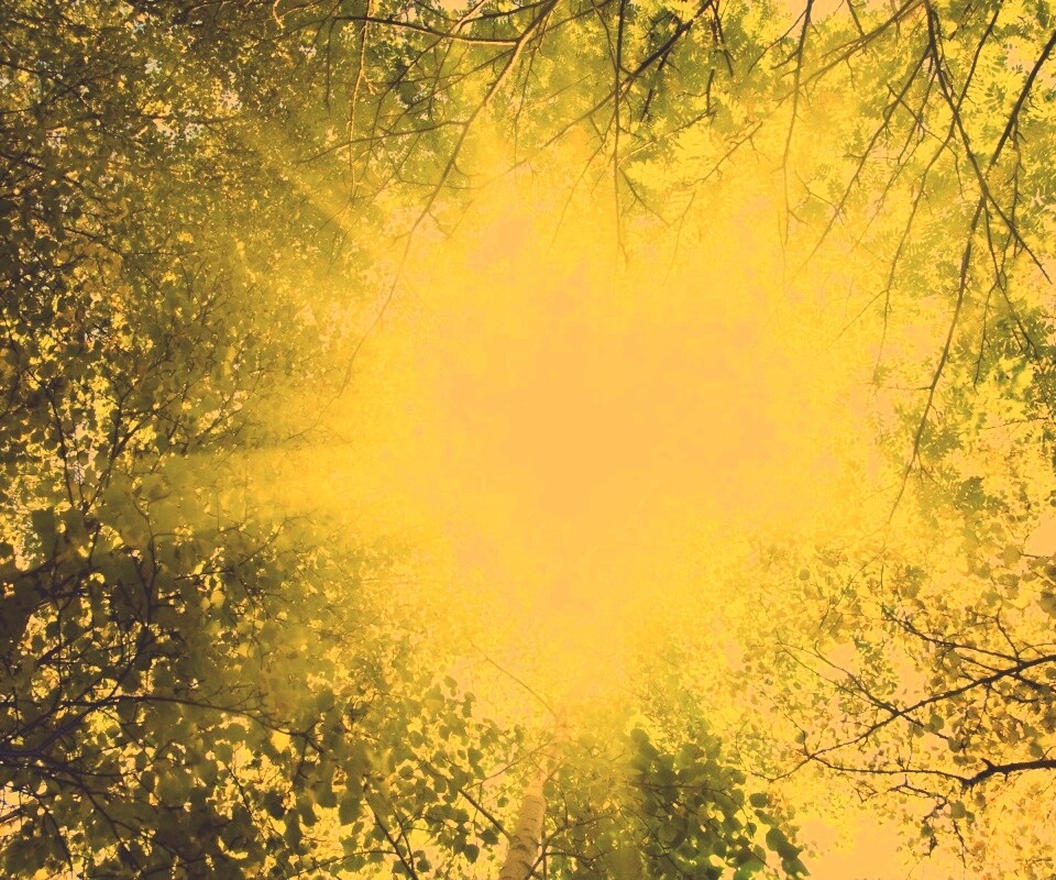 Яркий зеленоватый свет пробивающийся сквозь листву обои