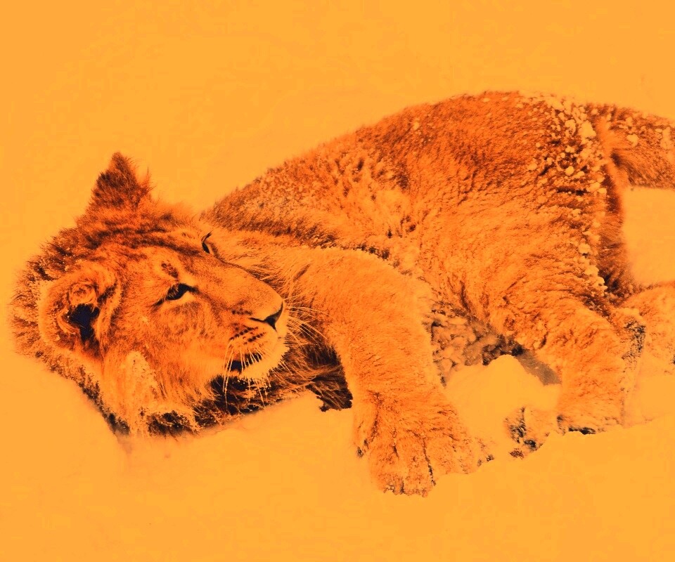 Львёнок в снегу обои