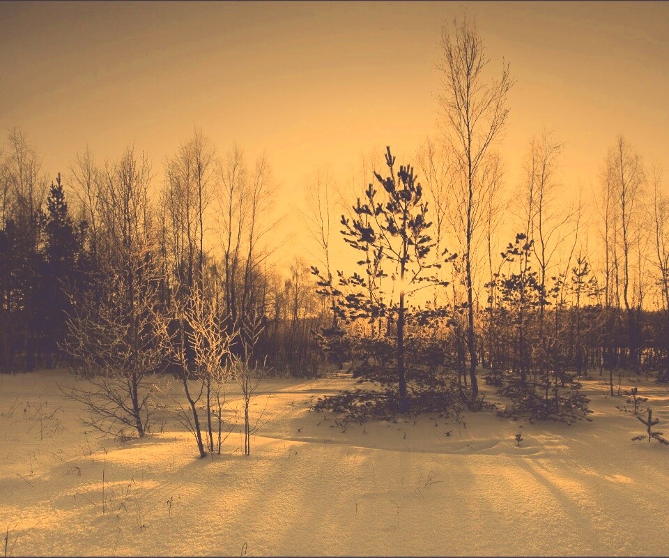 Зимний лес обои