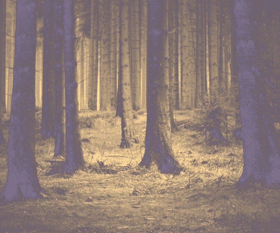 Темный лес обои
