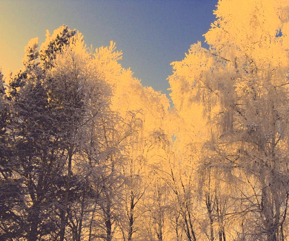 Замерзший лес обои