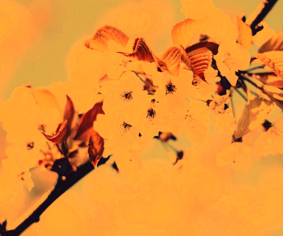 Белые цветы вишни обои