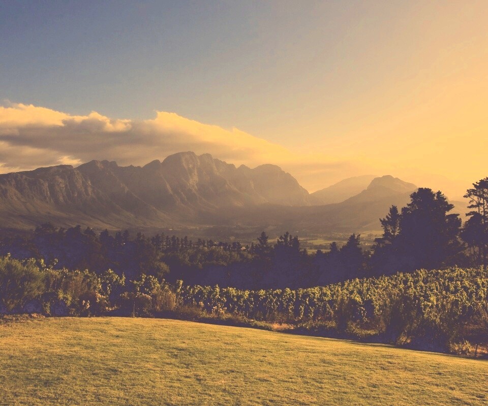 Виноградники в Африке обои