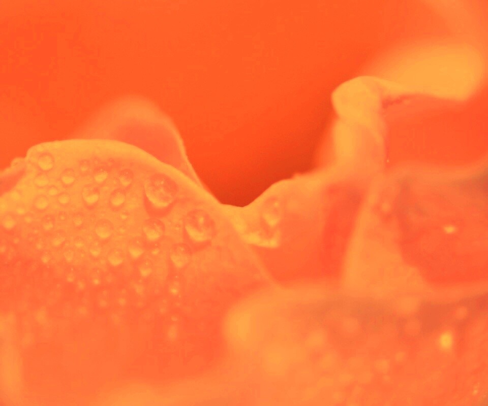 Нежность лепестков обои