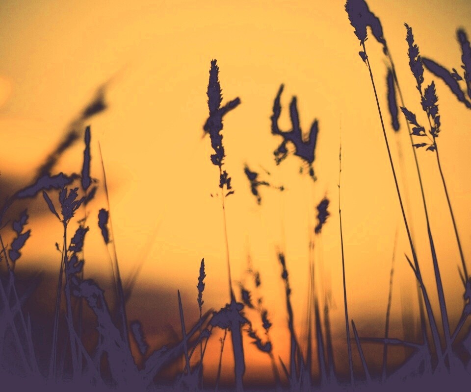 Дыхание природы обои