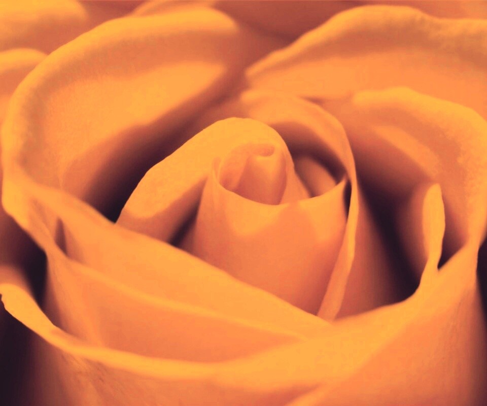 Фиолетовая роза макро обои