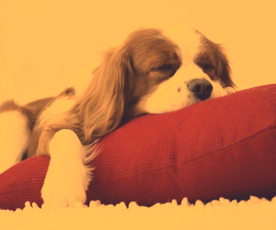 Спящий щенок на красной подушке обои