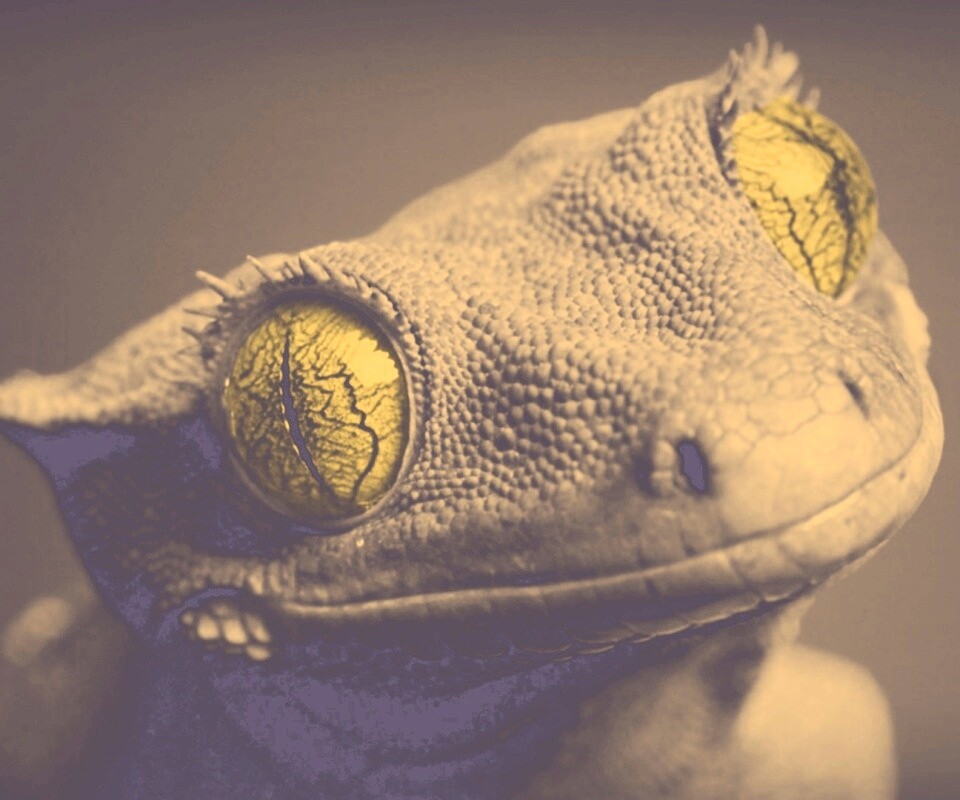 Ящерка обои