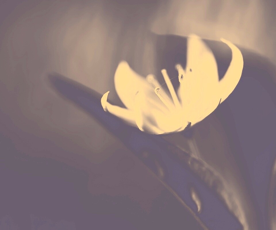 Белый цветок обои