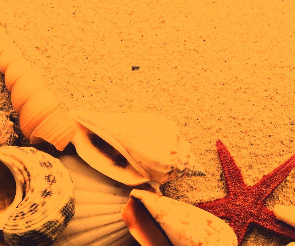 Морские раковины и звезды обои