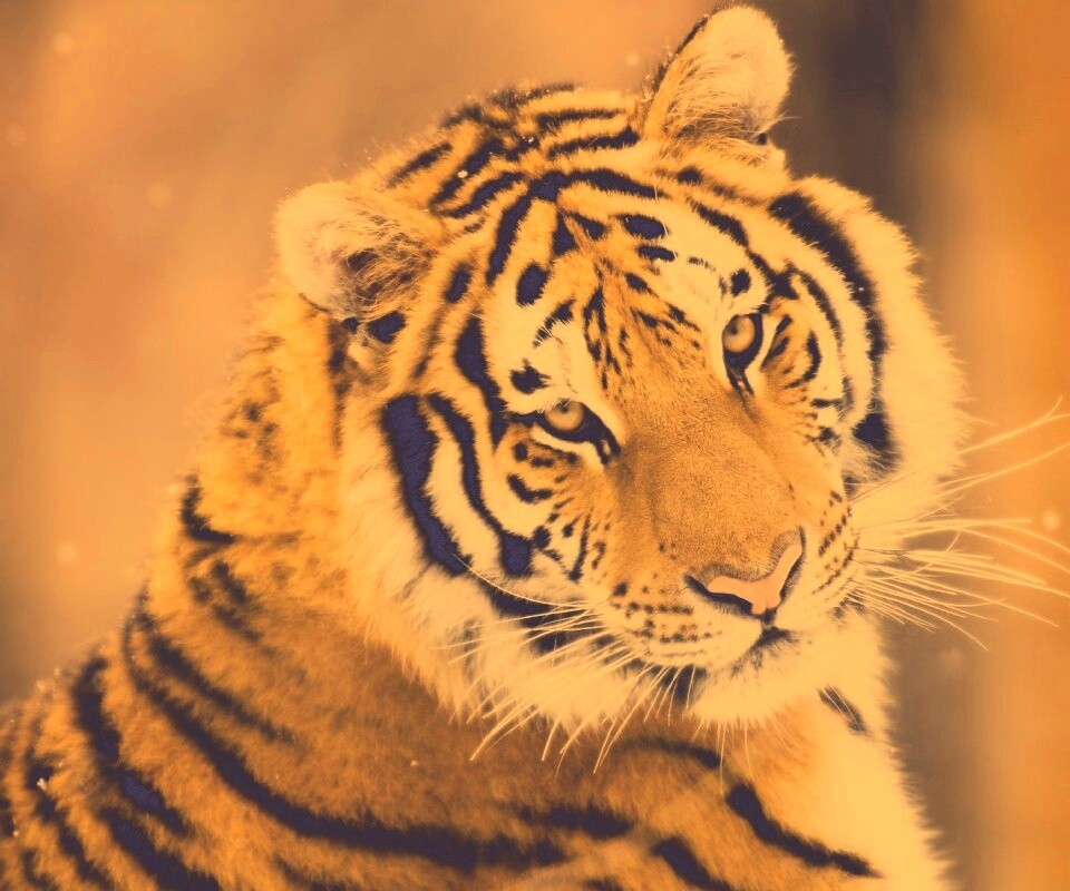 Тигр оборачивается обои