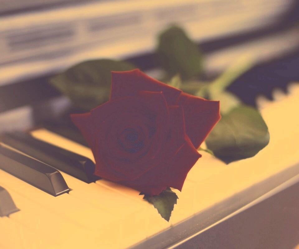 Роза на клавишах пианино обои