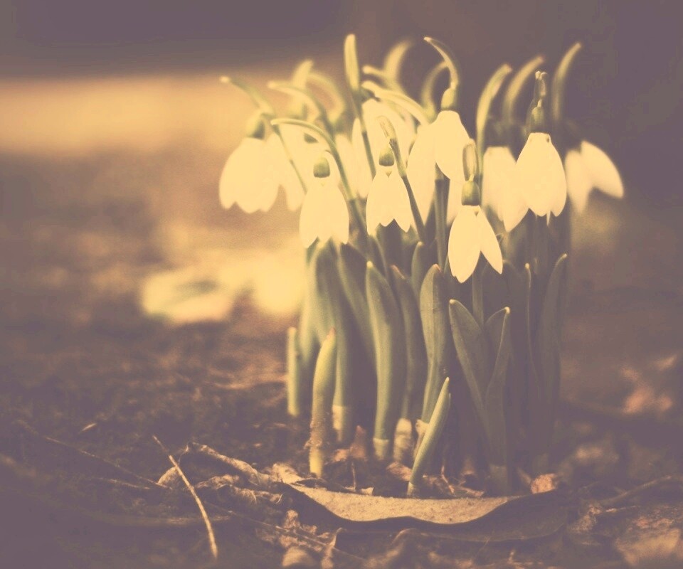 Подснежники - весенние цветы обои