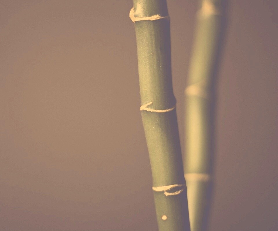 Макро фото стебля бамбука обои