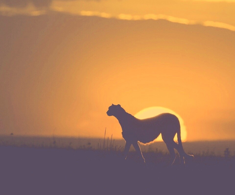 Гепард на закате обои