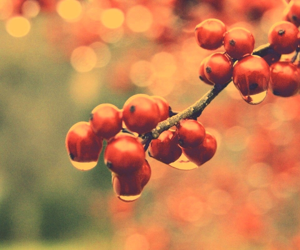 Капли росы на ягодах рябины обои