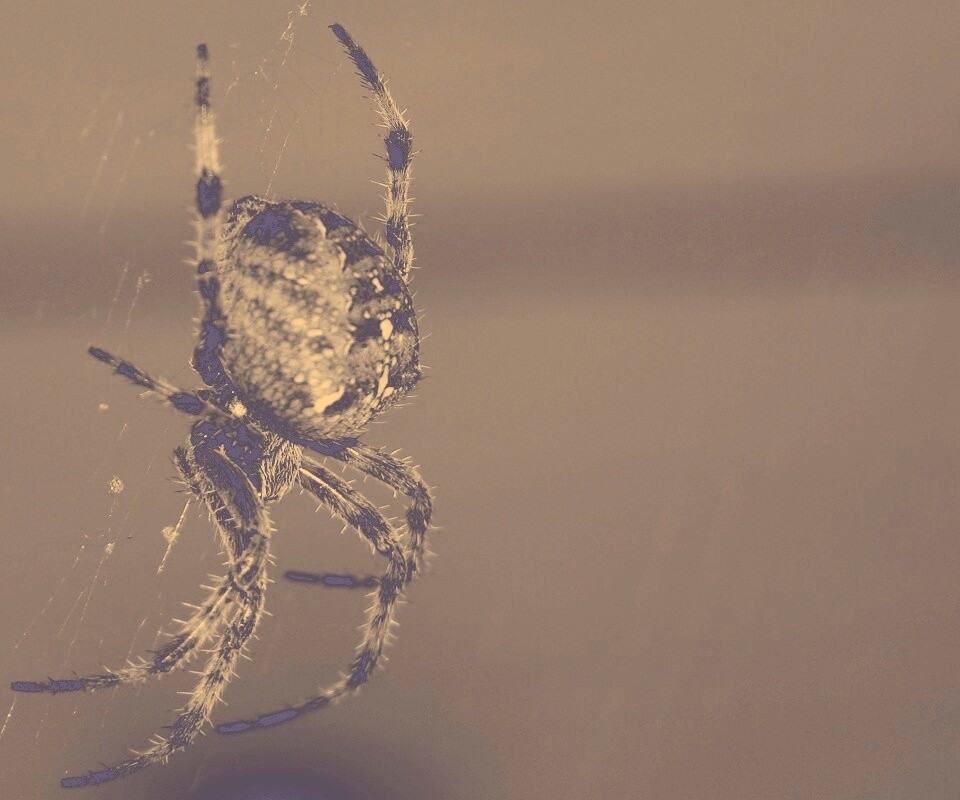 Паук обои