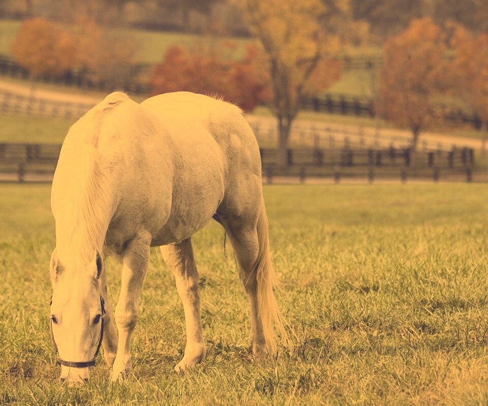 Красивая белая лошадь обои