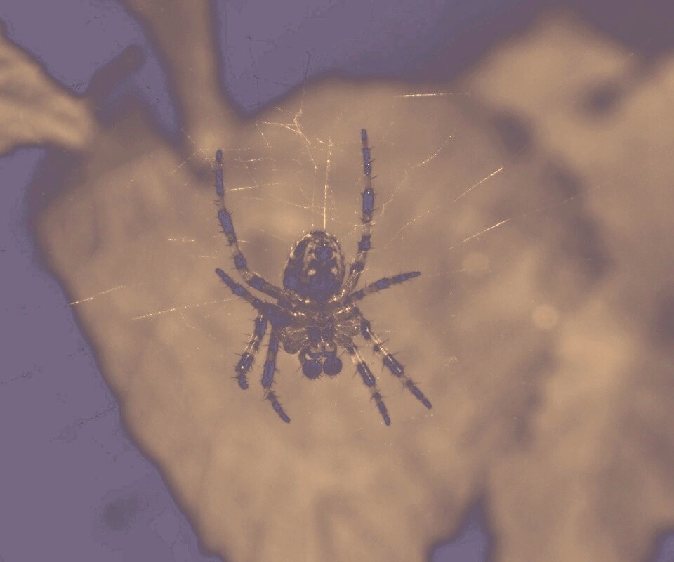 Паук на паутине обои