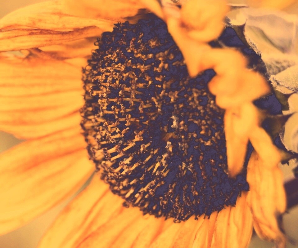 Подсолхну осенью обои