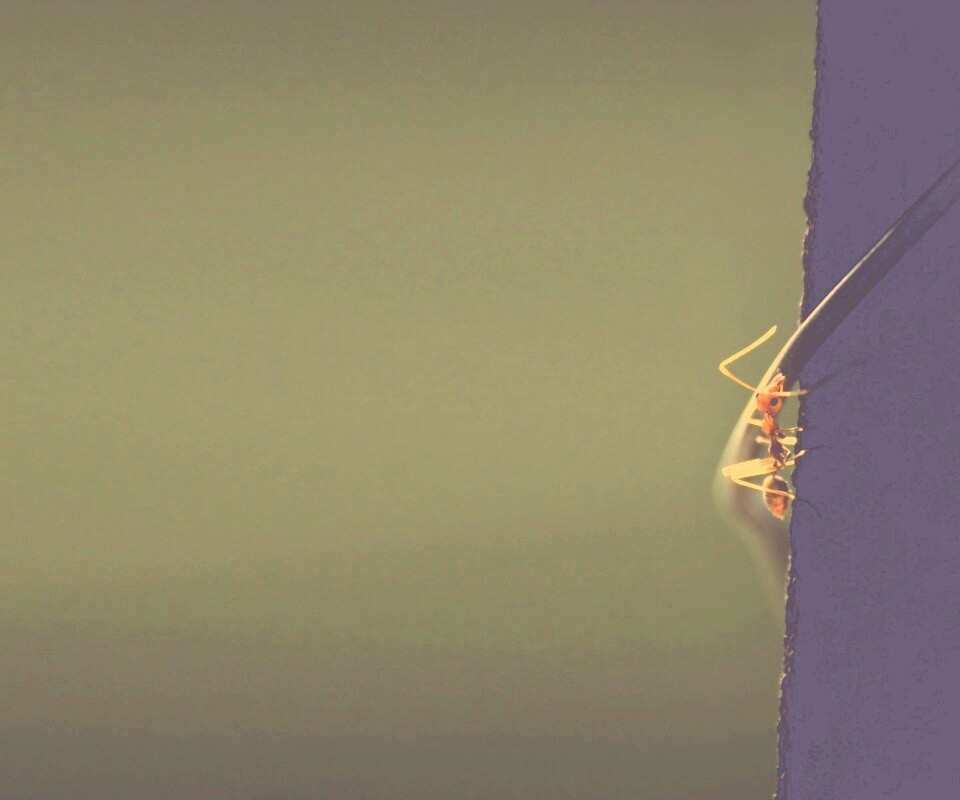 Муравей-пожарник обои