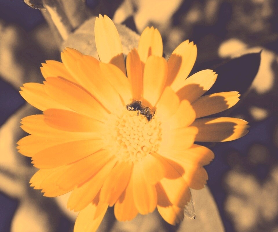 Оса на цветке обои