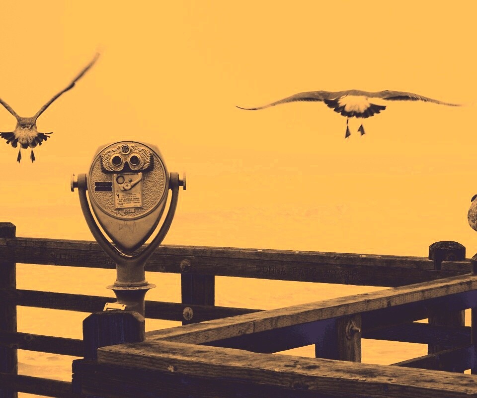 Чайки на перилах пирса обои