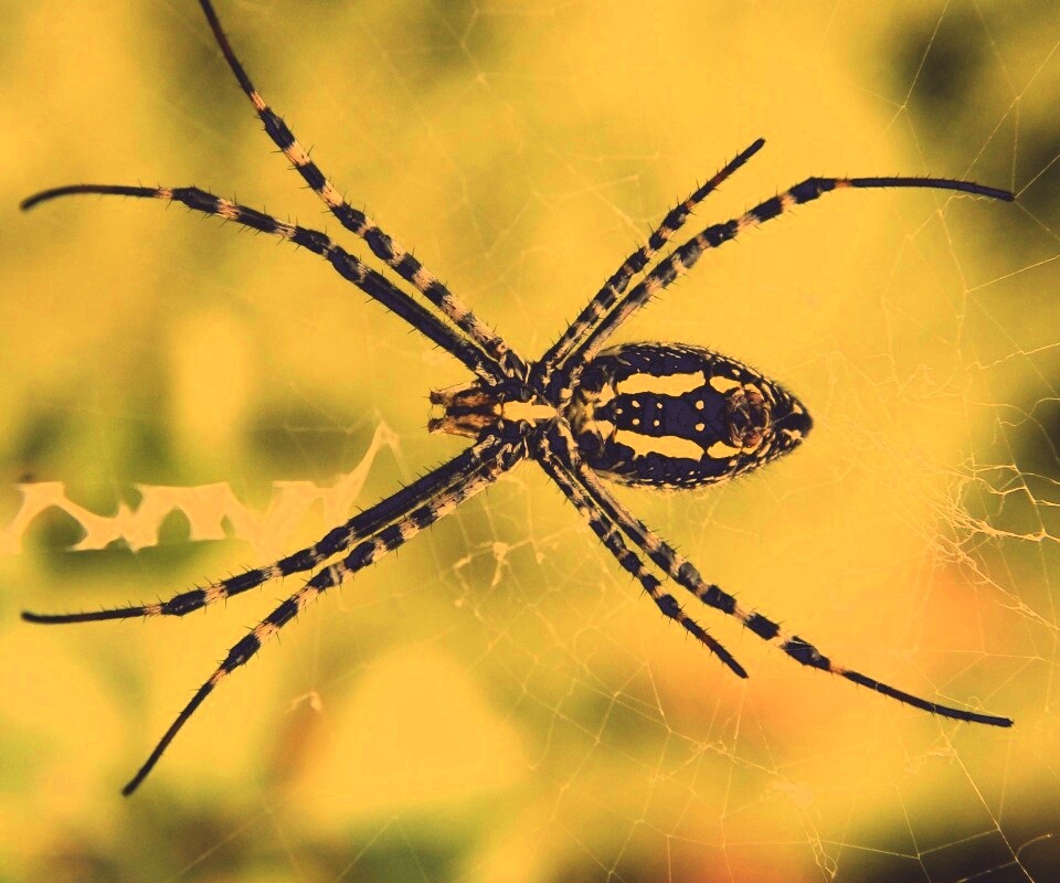 Огромный паук обои