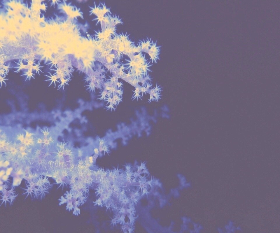 Кораллы обои