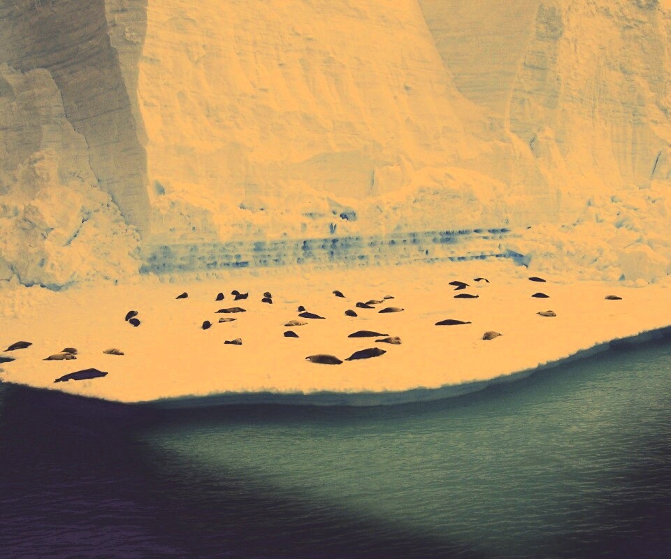 Лежбище тюленей обои