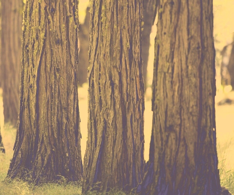 Стволы деревьев  обои